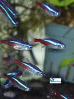 Neon Tetra, Dieren en Toebehoren, Vis, Zoetwatervis, Schoolvis