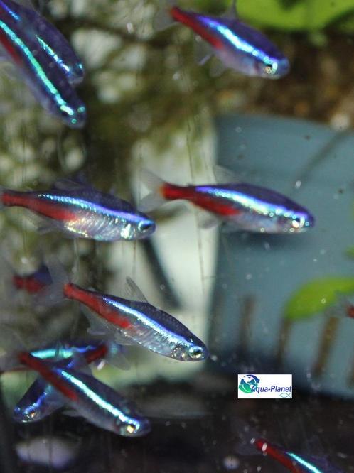 Neon Tetra, Dieren en Toebehoren, Vissen | Aquariumvissen, Zoetwatervis, Vis, Schoolvis