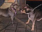 American Bully Pups Classic/XL  DBKC, Dieren en Toebehoren, Honden | Bulldogs, Pinschers en Molossers, Overige rassen, CDV (hondenziekte)