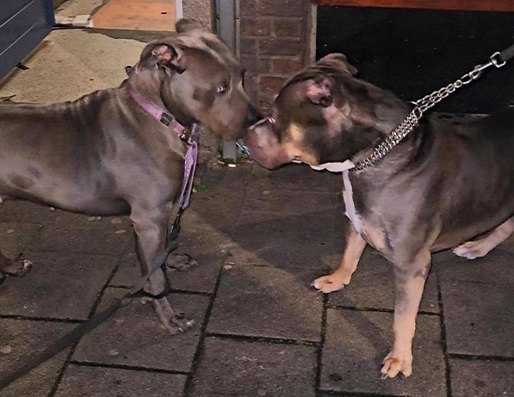 American Bully Pups Classic/XL  DBKC, Dieren en Toebehoren, Honden | Bulldogs, Pinschers en Molossers, Meerdere dieren, Overige rassen