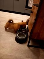 Lhaso Apso pup, Dieren en Toebehoren, Honden | Chihuahua's en Gezelschapshonden, Rabiës (hondsdolheid), 8 tot 15 weken, Eén hond