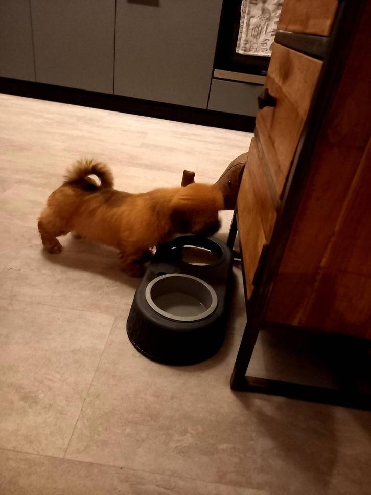 Lhaso Apso pup, Dieren en Toebehoren, Honden | Chihuahua's en Gezelschapshonden, Reu, Overige rassen, Particulier, Eén hond, Nederland