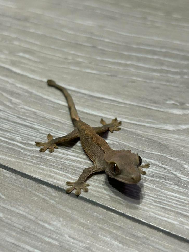 Wimper gecko - crested gecko