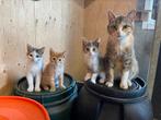 Mooie en hele lieve kittens!, Meerdere dieren, Kortharig, 0 tot 2 jaar