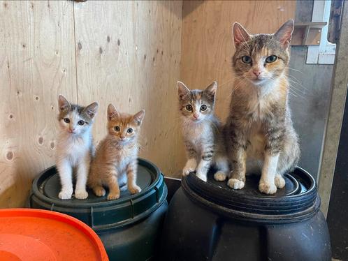 Mooie en hele lieve kittens!, Dieren en Toebehoren, Katten en Kittens | Overige Katten, Kortharig, Meerdere dieren, 0 tot 2 jaar