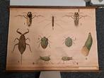 Insecten poster antiek schoolplaat, Natuur en Biologie, Ophalen of Verzenden