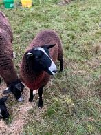 Zwartbles dekram te koop, Dieren en Toebehoren, Schapen, Geiten en Varkens, Mannelijk, Schaap