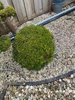 Te koop diverse buxus bollen, Ophalen of Verzenden, Bloeit niet, Overige soorten, Minder dan 100 cm