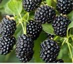 Rubus fruticosa ‘Himalaya’, Tuin en Terras, Planten | Struiken en Hagen, Ophalen, Overige soorten, Minder dan 100 cm