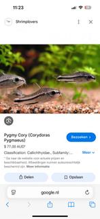 Gevraagd corydora pygmaues, Dieren en Toebehoren, Vissen | Aquariumvissen, Vis