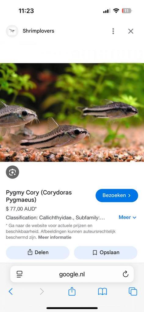 Gevraagd corydora pygmaues, Dieren en Toebehoren, Vissen | Aquariumvissen, Vis
