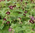 Geranium phaeum/ donkere ooivaarsbek., Tuin en Terras, Planten | Tuinplanten, Ophalen, Bodembedekkers, Vaste plant, Volledige schaduw
