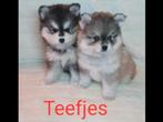 Pomsky F1 Teefjes EERSTE STERKSTE GENERATIE NIET DOORGEFOKT, Dieren en Toebehoren, CDV (hondenziekte), 8 tot 15 weken, Poolhond