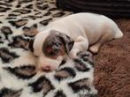 Mooie gladhaar blue merle &tan jack russel reutjes, Parvo, Jack Russell Terriër, Reu, 8 tot 15 weken