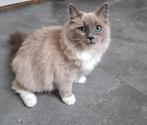 Prachtige ragdoll  fok poes met stamboom, Poes, Gechipt, 0 tot 2 jaar