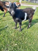 Dwergbokje zwartbont, Dieren en Toebehoren, Schapen, Geiten en Varkens, Mannelijk, Geit