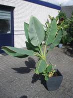 bananenplant, Tuin en Terras, Planten | Tuinplanten, Volle zon, Vaste plant, Zomer, Ophalen