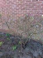 Rozenstruik, Volle zon, Vaste plant, Zomer, Ophalen