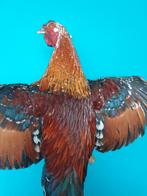 Een prachtige opgezette kip met open vleugels!, Verzamelen, Dierenverzamelingen, Nieuw, Boerderijdier, Opgezet dier, Ophalen of Verzenden