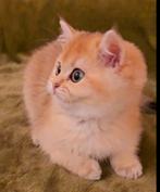Britse korthaar golden schaded (ny11) poesje 2maanden oud, Dieren en Toebehoren, Katten en Kittens | Raskatten | Korthaar, Poes