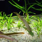 polypterus senegalus 5-6 cm €12,50, Dieren en Toebehoren, Vis, Zoetwatervis