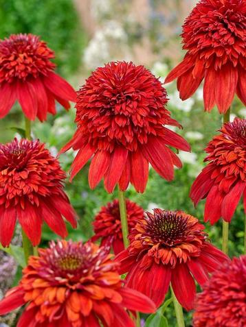 Echinacea purpurea 'Eccentric' bibor biologische zaden