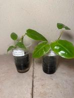 Philodendron burle marx, Ophalen of Verzenden, Halfschaduw, Minder dan 100 cm