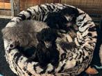 Toypoedel pups mogen nest verlaten, Dieren en Toebehoren, Poedel, CDV (hondenziekte), 8 tot 15 weken, Meerdere