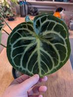 Anthurium Silver Blush, Huis en Inrichting, Kamerplanten, Ophalen of Verzenden, Halfschaduw, Minder dan 100 cm