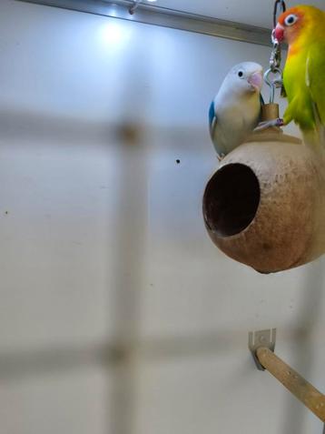 Mooi koppel agapornis ficheri  beschikbaar voor biedingen