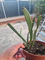 Euphorbia xylophylloides, Ophalen, Overige soorten, Minder dan 100 cm
