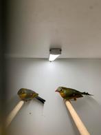 een koppel japanse nachtegalen van 2024, Dieren en Toebehoren, Vogels | Overige Vogels, Meerdere dieren, Wildzangvogel, Geringd