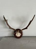 Hertengewei 50 cm hoog x 53 cm breed op bordje, Ophalen, Gebruikt, Hert