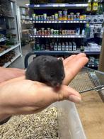 Te koop lieve jonge goudhamsters / Syrisch hamsters, Dieren en Toebehoren, Knaagdieren, Juli, Vrouwelijk, Hamster