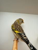 Putter x kanarie man, Dieren en Toebehoren, Vogels | Kanaries, Mannelijk, Bastaard