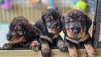 Teckel pups, Dieren en Toebehoren, Standaard, 8 tot 15 weken, Meerdere, Meerdere dieren