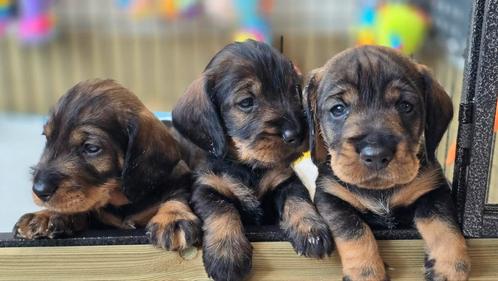 Teckel pups, Dieren en Toebehoren, Honden | Teckels en Dashonden, Meerdere dieren, Ruwhaar, Standaard, Fokker | Hobbymatig, Meerdere