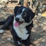 Mythos zoekt for-ever-home, Dieren en Toebehoren, Honden | Niet-rashonden, Particulier, Rabiës (hondsdolheid), 1 tot 2 jaar, Buitenland