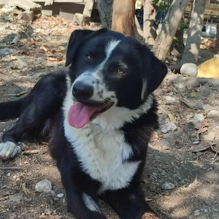 Mythos zoekt for-ever-home, Dieren en Toebehoren, Honden | Niet-rashonden, Groot, Teef, Particulier, Eén hond, Buitenland, 1 tot 2 jaar