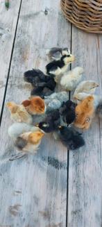 Broedeieren cochin kriel gemengde kleuren glad/krulveer, Dieren en Toebehoren, Pluimvee, Geslacht onbekend, Kip