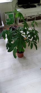 Geldboom  / parchira aquatica, Ophalen, Overige soorten, Minder dan 100 cm
