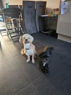 2 Leuke schattige sociale Maltipoo teefjes honden, 6 jaar of ouder, Overige rassen, Meerdere, Meerdere dieren