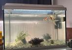 Geheel 70 L aquarium, Dieren en Toebehoren, Ophalen, Zo goed als nieuw