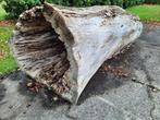 Holle boomstam brandhout gratis, Tuin en Terras, Haardhout, Minder dan 3 m³, Ophalen, Overige houtsoorten, Stammen