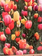 Tulpen bollen mix  100 v€ 25,-, Ophalen of Verzenden
