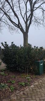 Laurier en Hulst, Tuin en Terras, Ophalen, Laurier, 100 tot 250 cm