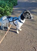 BARRY 16 mnd. Rustig/vriendelijk/teefjes/goed aan de riem, Dieren en Toebehoren, 1 tot 2 jaar, Buitenland, Parvo, Eén hond