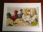 Litho Nuyens Bungartz Lubbert Pluimvee Vogels Kip Haan 1883, Antiek en Kunst, Ophalen of Verzenden