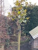 5 Boompjes Magnolia Grandiflora 250-300cm 75€ p.st., Tuin en Terras, Planten | Bomen, Overige soorten, 250 tot 400 cm, Zomer, Ophalen