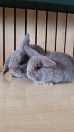 Minilop koppeltje, Dieren en Toebehoren, Konijnen, Meerdere dieren, Dwerg, Hangoor, 0 tot 2 jaar